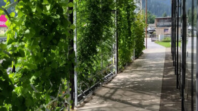Im Forschungsprojekt GLASGrün sorgen vertikale Begrünungssysteme für Glasfassaden für angenehme Temperaturen trotz Sommerhitze. Im Bild der Demonstrationsstandort der MPreis Filiale in Söll, Tirol, im zweiten Jahr nach der Implementierung der GLASGrün-Systeme. © Rataplan
