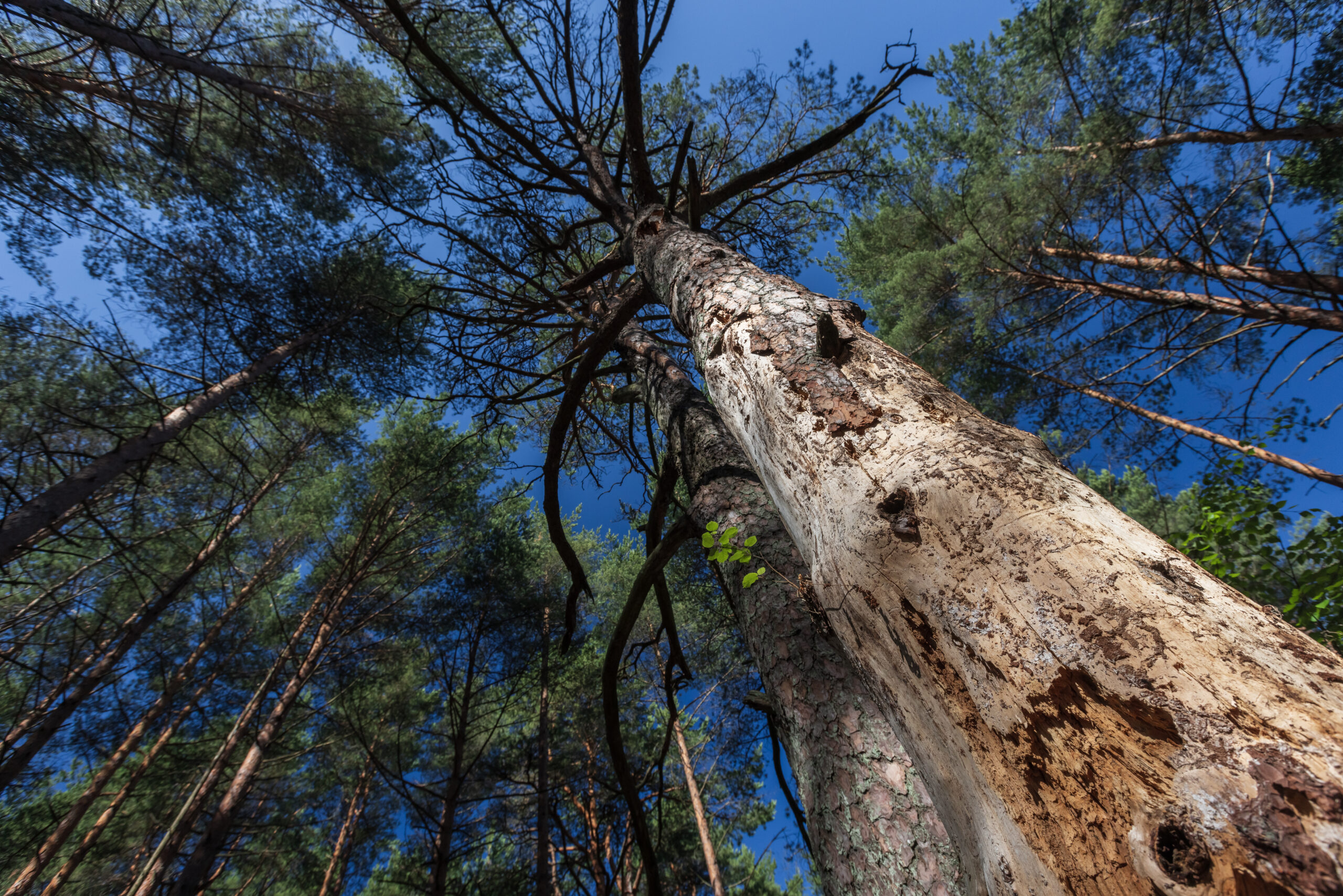 Die heimische Holzwirtschaft steht durch den vermehrten Borkenkäferbefall vor großen Herausforderungen. Im Bild eine abgestorbene Kiefer mit trockenem Stamm, der durch Borkenkäfer beschädigt wurde.