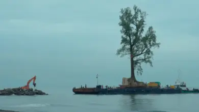 Verpflanzung eines alten Baumes für einen Park in Georgien.