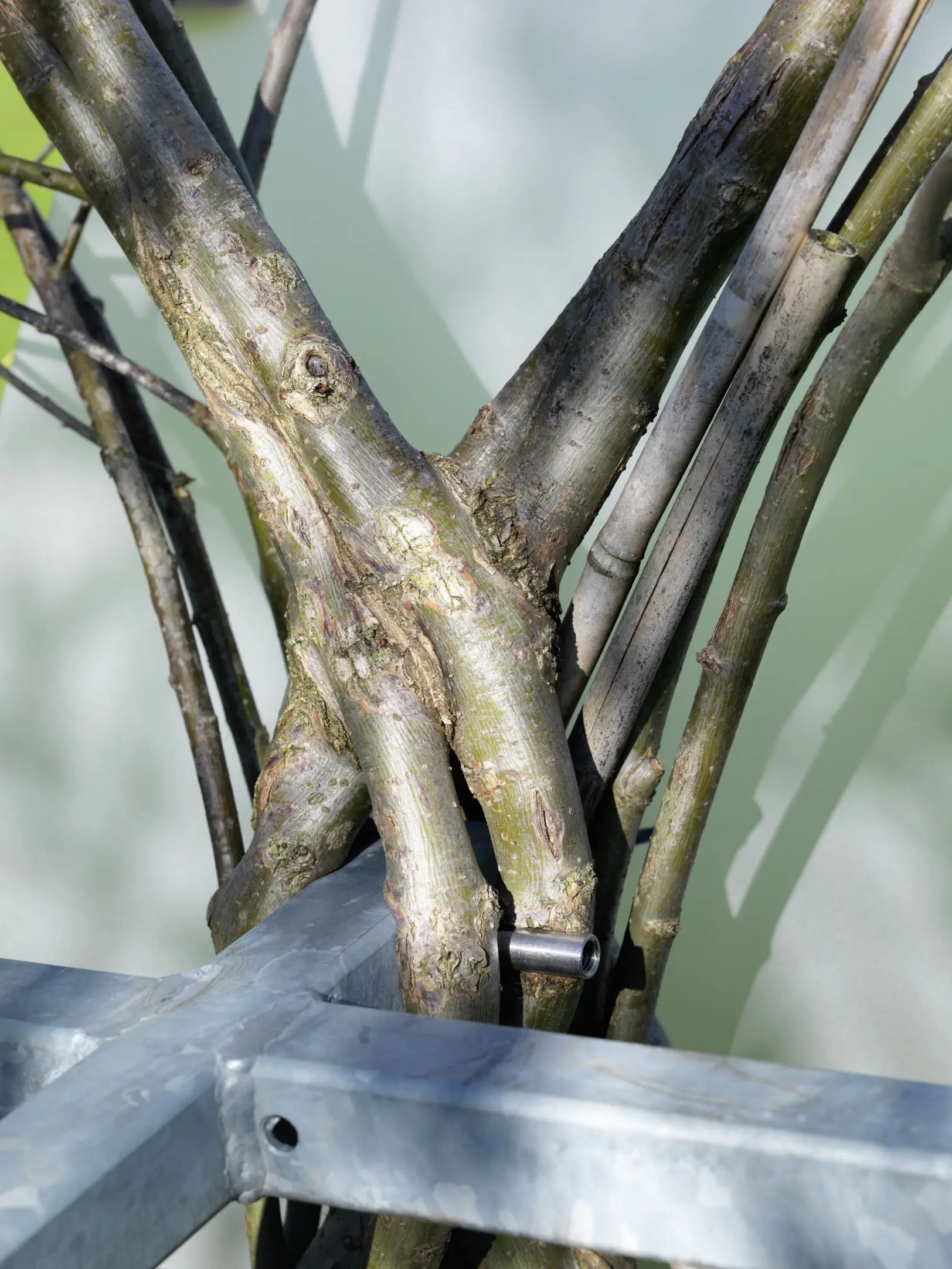 Detail einer Baubotanischen Verwachsung.
