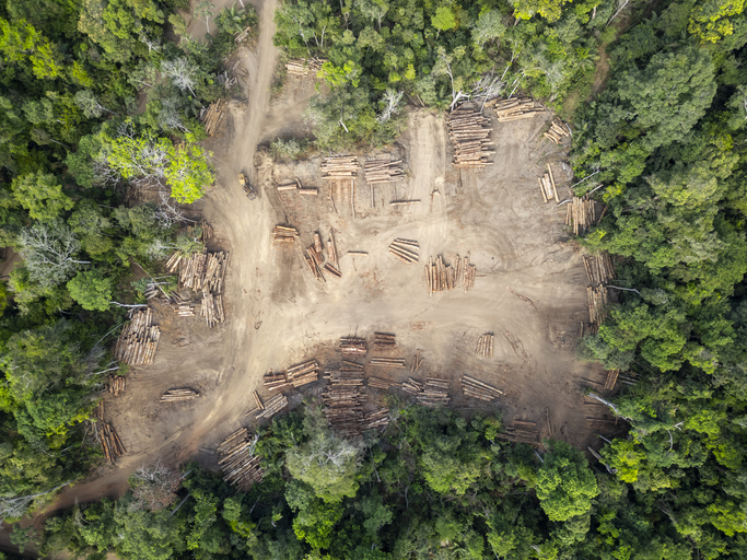 Luftaufnahme eines Holzlagerplatzes im Amazonas-Regenwald: Der Lagerplatz befindet sich auf einer Lichtung, die von dichtem Wald umgeben ist. Die Baumstämme sind in ordentlichen Reihen gestapelt und weisen unterschiedliche Größen und Baumarten auf. EU-Entwaldungsregeln