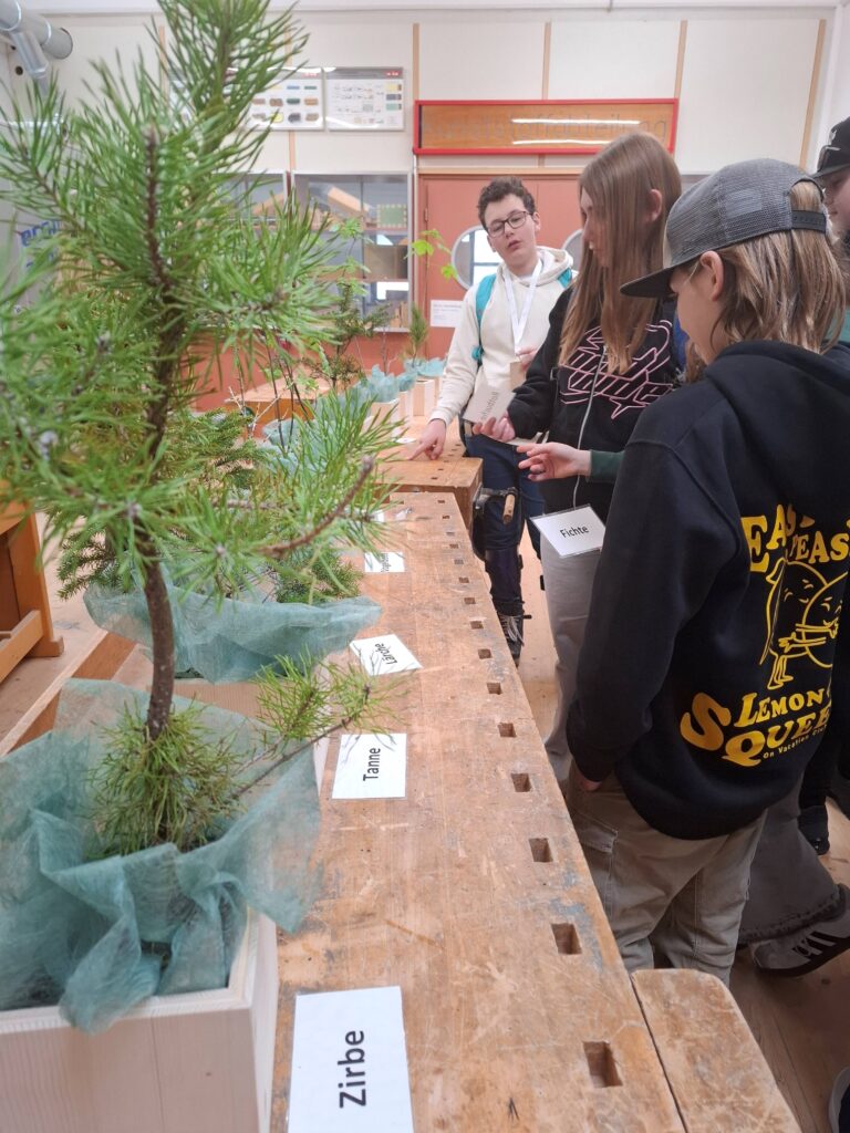 Zirbe? Lärche? Ahorn? Das Erkennen der heimischen Bäume ist gar nicht so einfach.  
© proHolz Tirol