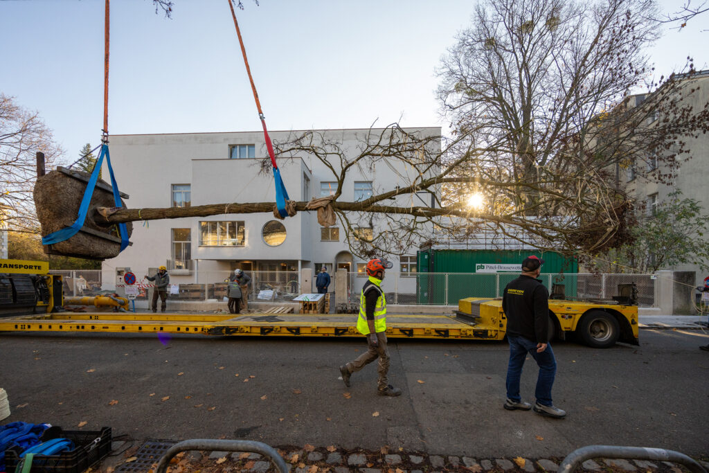 Baumtransport, Villa Beer