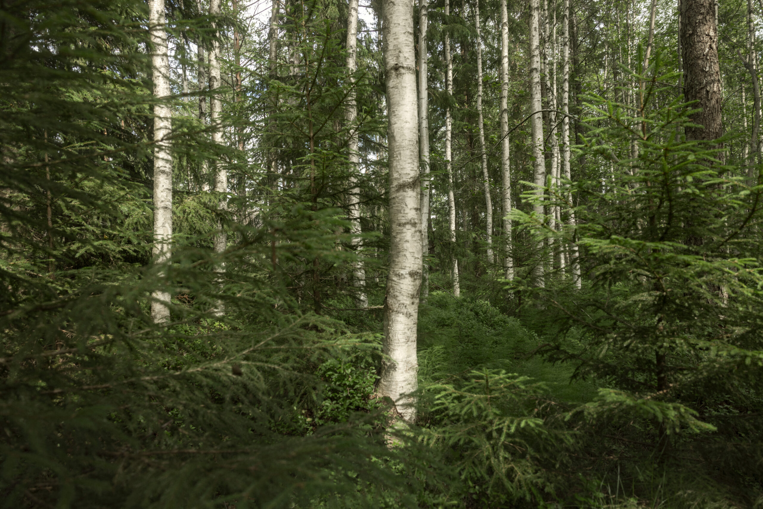 Die Zukunft liegt im Wald