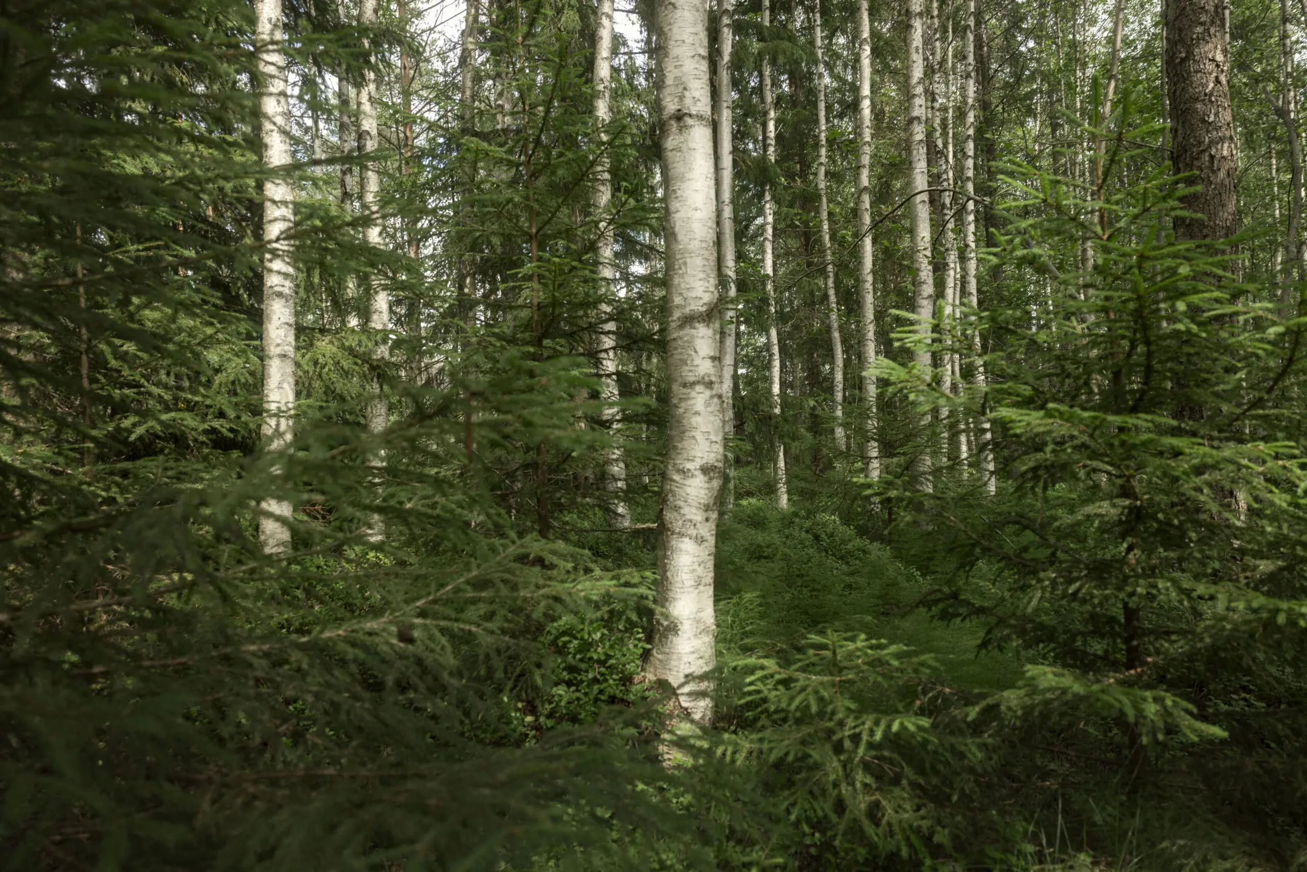 Die Zukunft liegt im Wald