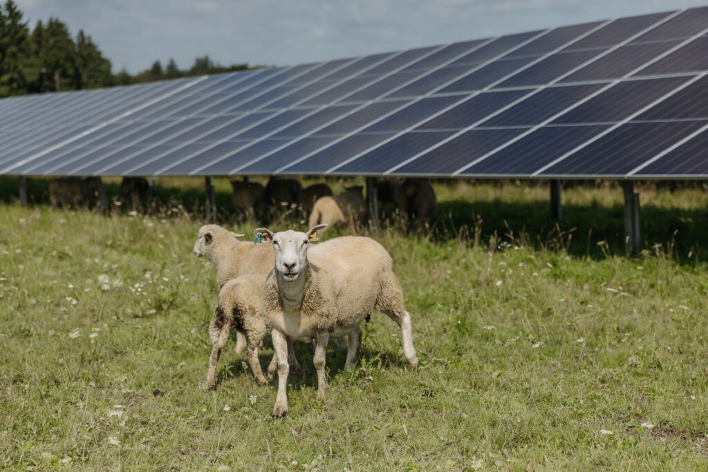 Ihnen ist der Bahnausbau eher egal: Schafe vor PV-Panelen, die die Bahn mit Strom versorgen.