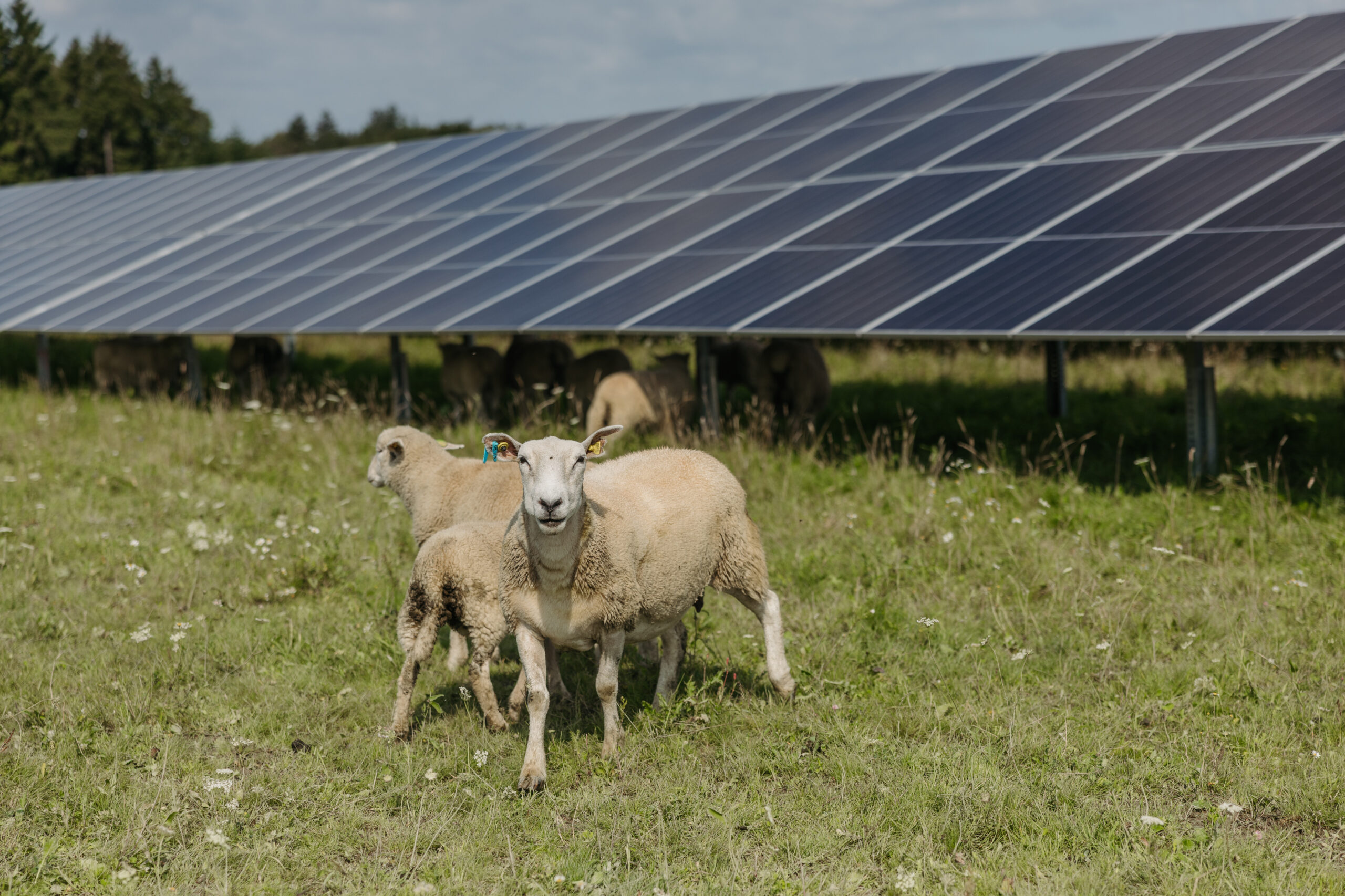PV-Energie: Speicheroffensive muss kommen