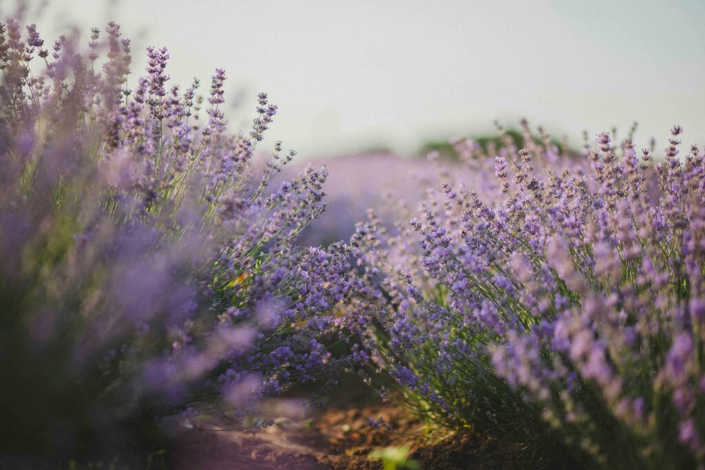 Rohstoff Lavendel in voller Blüte.