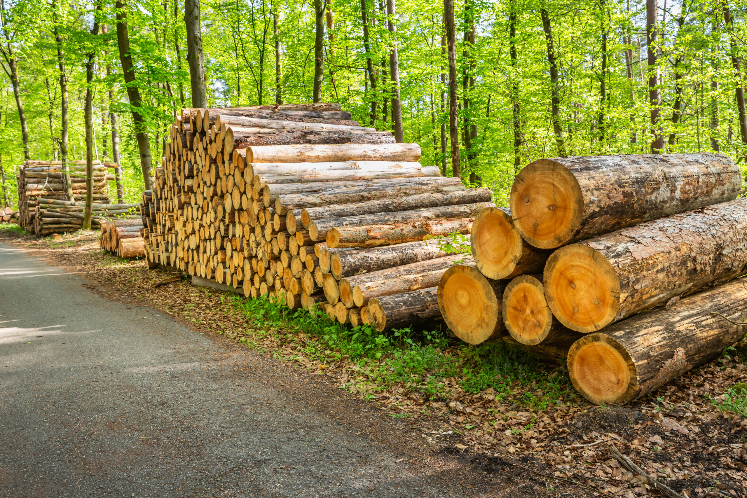 Holzbau als Beitrag zur Lösung der Klimakrise? Eine evidenzbasierte Einordnung